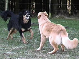 Hovawartrüden Aggressionsverhalten aggressives Verhalten bei Hunden Hundeprobleme Aggression unter Hunden imponierender Hovawart Aggressionsverhalten Hunde Angriff auf Artgenossen Hovawartrüde Aggressionsverhalten Hunde Verträglichkeit mit Artgenossen 