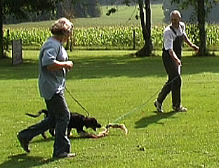 Welpenerziehung Welpenspielgruppe Stubenreinheit Beißhemmung Beißhemmung trainieren Hovawart Junghund Erziehung Entwicklungsphasen Hund 